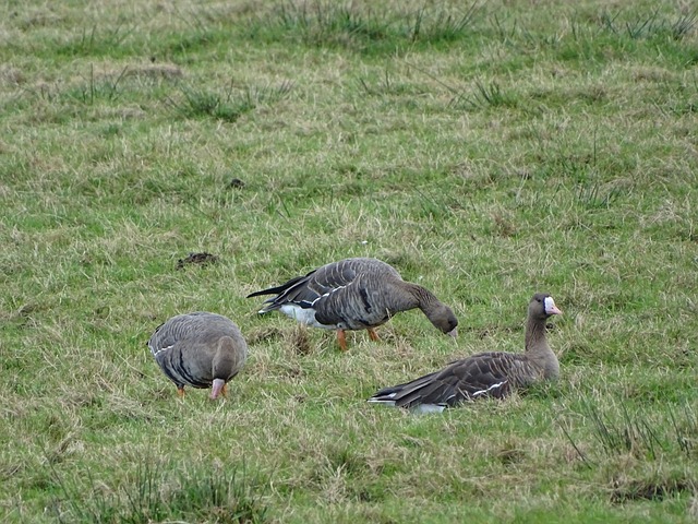 球队内部的 球队内部的